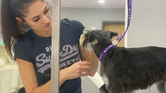Kelly brushing out a schnauzer on the grooming table