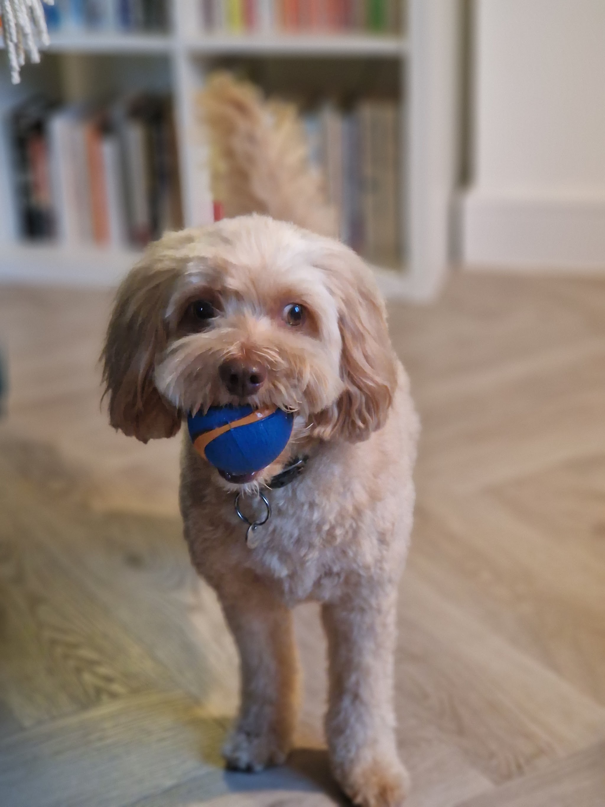 A cockapoo at home with a ball after its groom