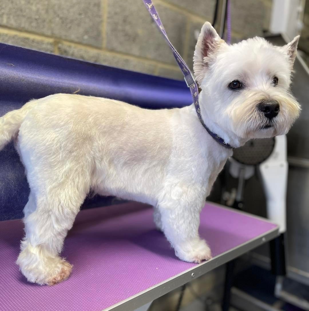 A westie after a full groom