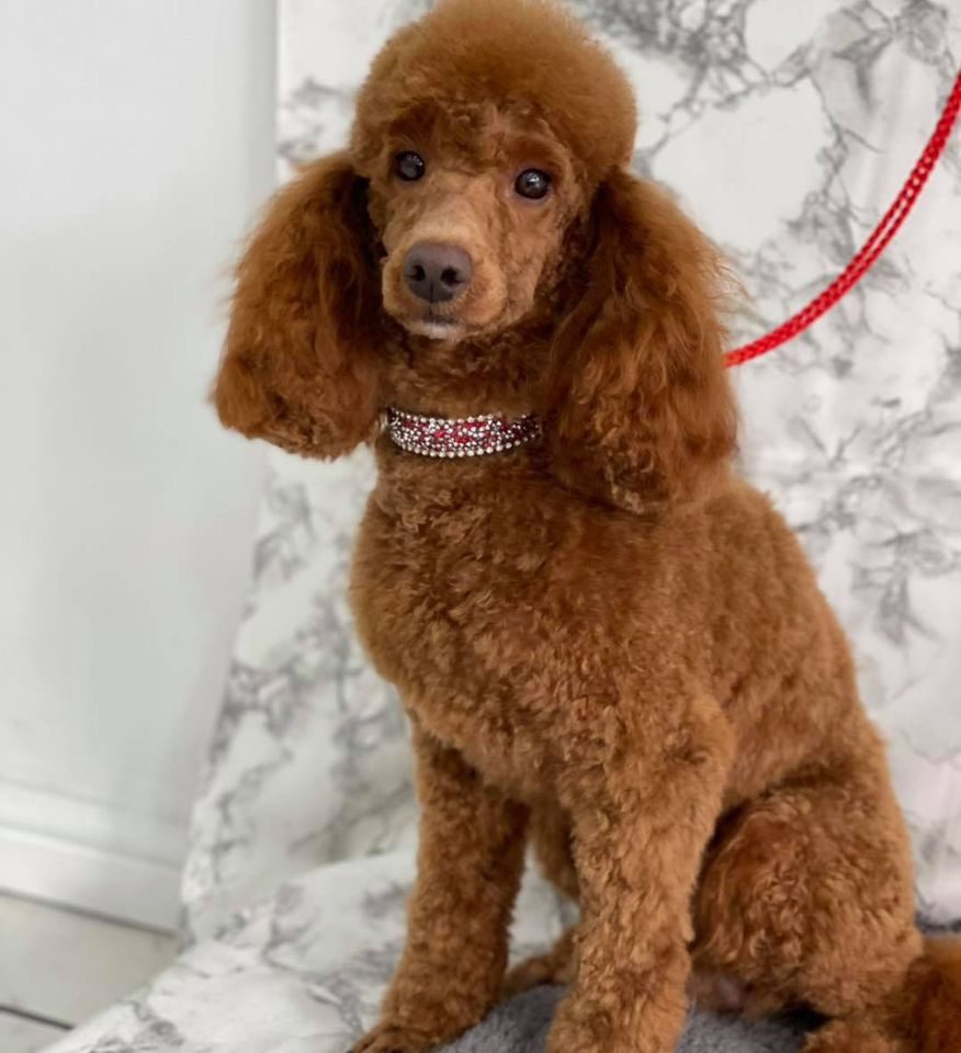 A red toy poodle with a neat rounded trim