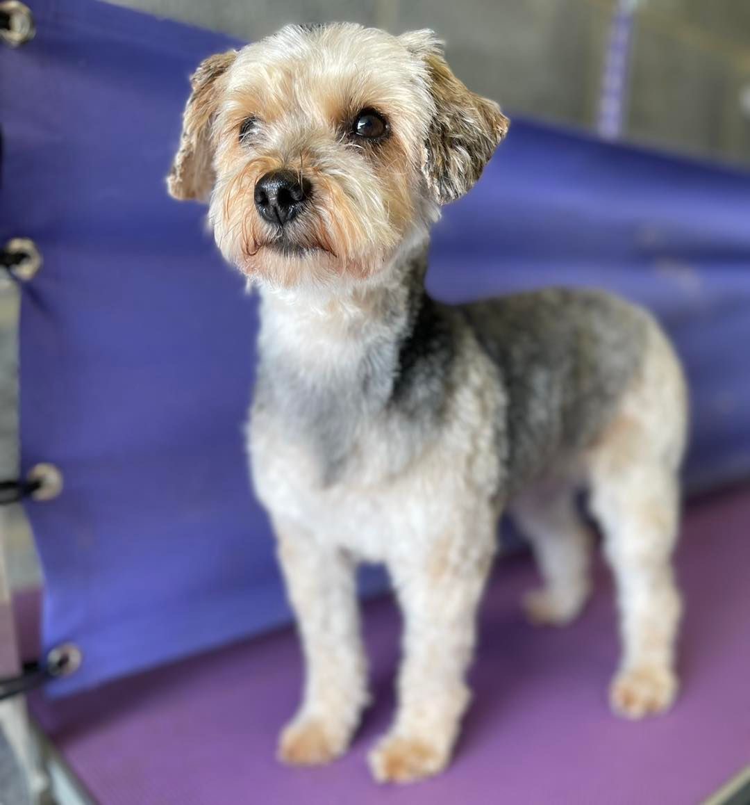 A small terrier cross with a tidy trim