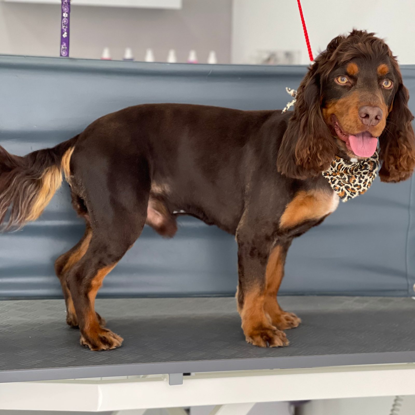 A chocolate and tan spaniel standing proud after a groom