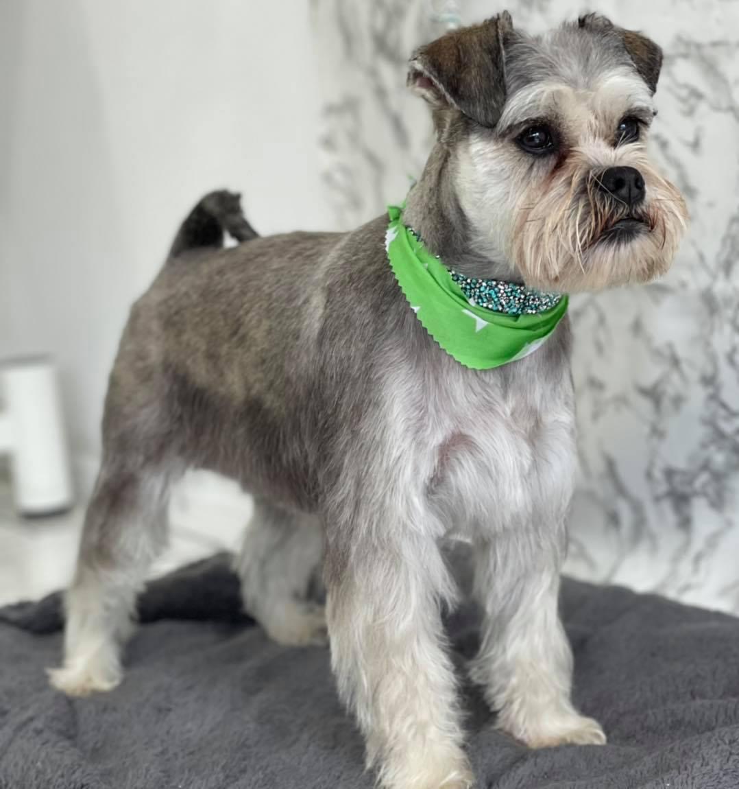 A schnauzer with a green bandana after grooming