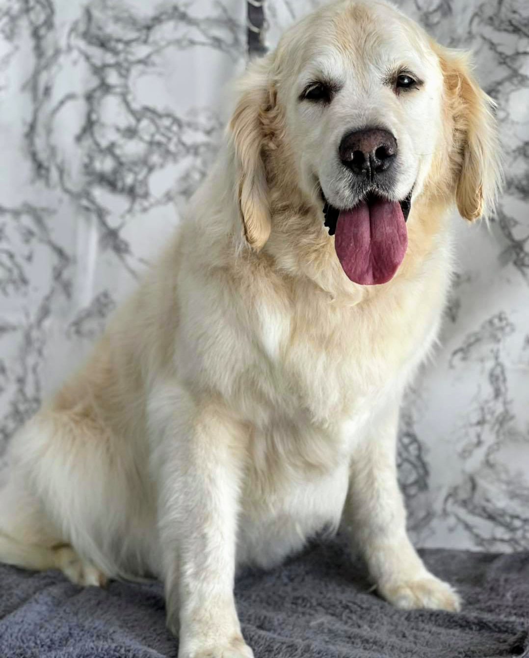 A golden retriever looking fluffy and happy after a full groom