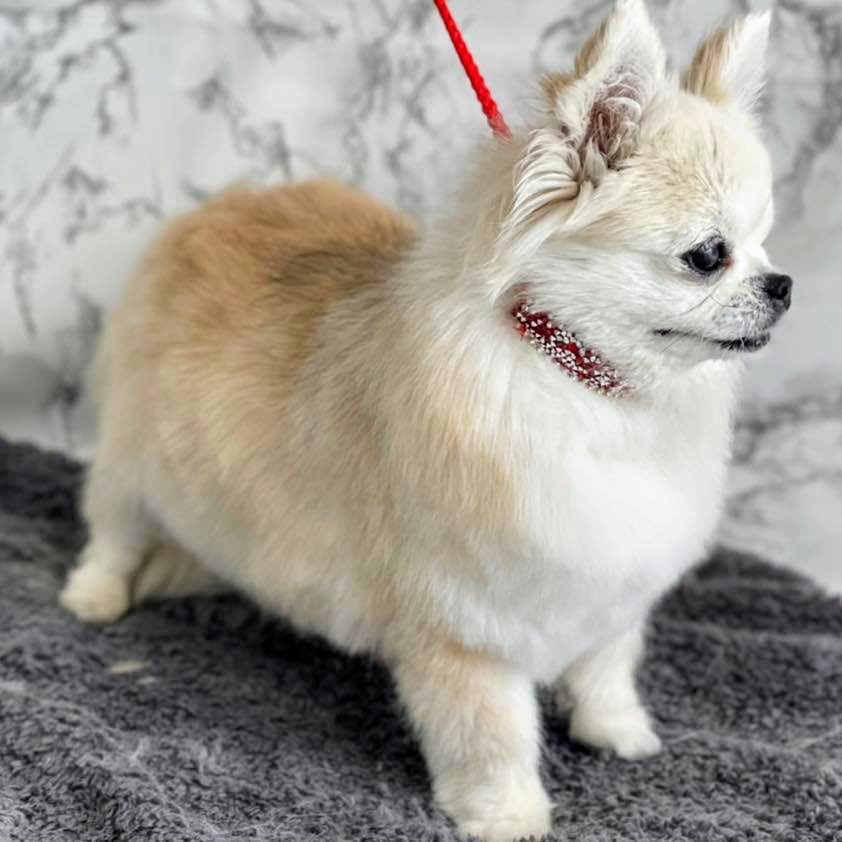 A small fluffy dog sitting calmly after grooming